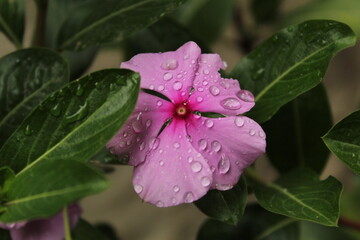 Pequeña flor de color rosa salpicada por la lluvia