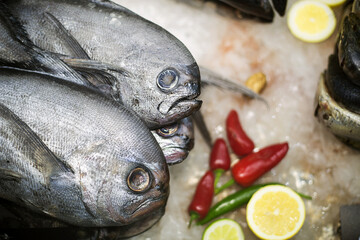 fresh fish lying on the ice, photo taken at a fish exhibition, close-up