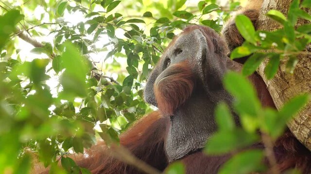Large male orangutan sat in tree looking around