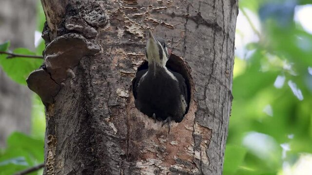 Pileated Woodpecker nest in Acadia National Park in Maine video clip in 4k