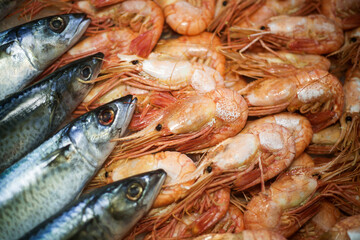 fresh mackerel fish lying on the ice next to shrimps, photo taken at a fish exhibition