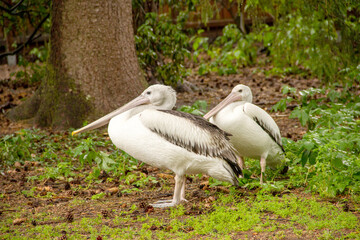 Side view of two adult Australian pelicans, Latin Pelecanus conspicillatus