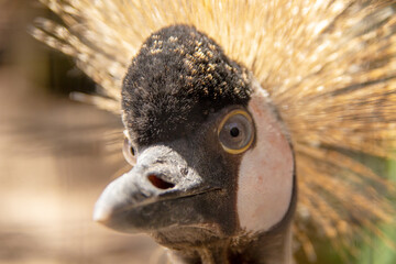 Head view of a crowned crane with its straw yellow feather crown, Balearica pavonina