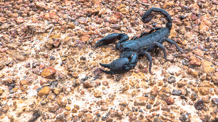 Wild Big Dark black Scorpion. Scorpion ready to fight.