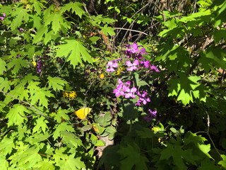 Wildflowers next to a tree