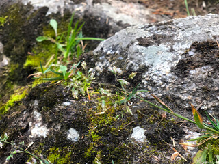 Grass and rocks next to a stream
