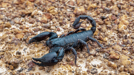 Wild Big Dark black Scorpion. Scorpion ready to fight.