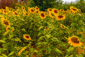 Sunflowers in a field around the Umbrian village of Bovara Pigge near Terni, Italy in summer