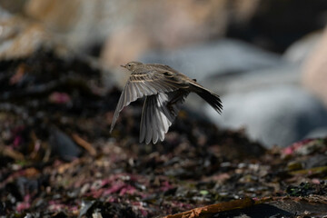 A beautiful brown sparrow, taking flight off a pile off kelp on the norwegian shoreline