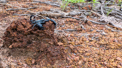 A scorpion on a rock in Thailand. Scorpion ready to fight.