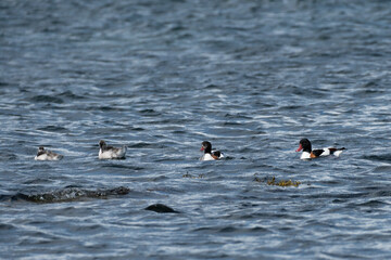 A group of wonderful ducks swimming in the ocean on a sunny day