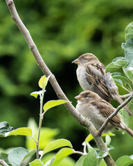 Two sparrows sitting on a branch in a tree