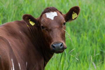 Beautiful cow posing in green meadow