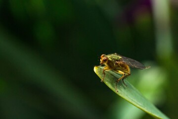 fly on leaf