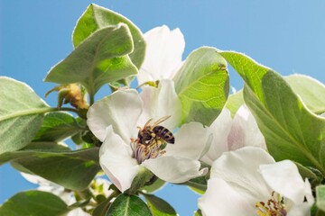 bee on a flower