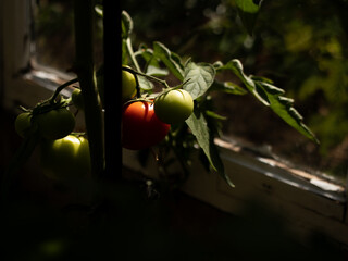 Tomato red orange green plantation cultivated 