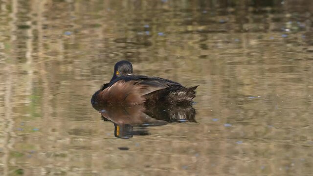 Resting, New Zealand Scaup or Black Teal on a Lake, Close Up