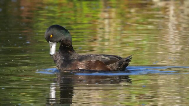 New Zealand Scaup or Black Teal on a Lake Preening Feather, Close Up
