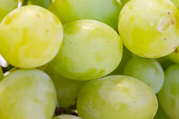Bunch of Green Seedless Grape solated on white background.