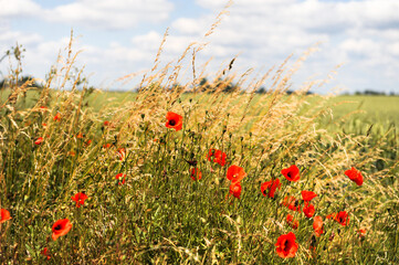 Fototapeta premium Getreide Feld Landschaft, Getreidehalme und Mohnblüten 