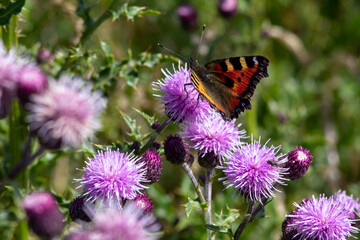 butterfly on flower