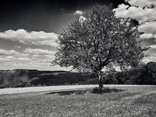 lonely tree in a field