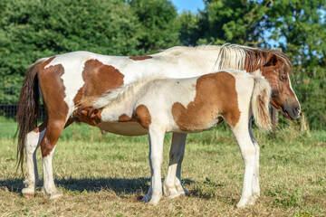 Naklejka na ściany i meble Foal drinking milk from his mother in a pasture in the countryside