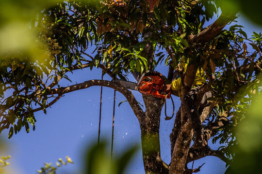 Profissional serrando um galho de &aacute;rvore.