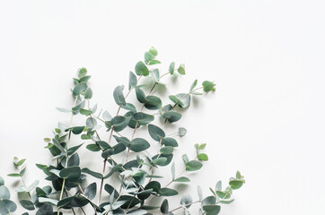 eucalyptus branches on a white background. Top view. Copy space.
