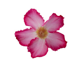 desert rose flower isolated