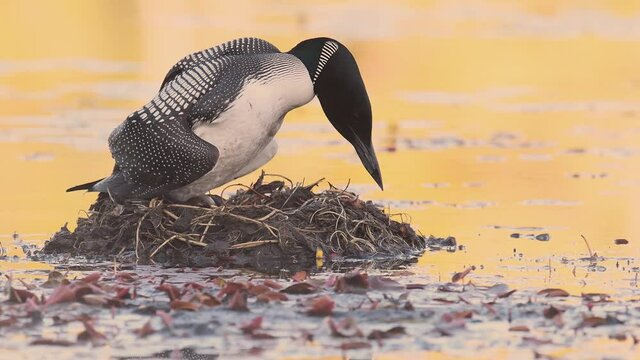 Common Loon on a nest in Acadia National Park in Maine video clip in 4k