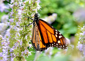 Closeup of Monarch (Danaus plexippus) feeding on the nectar of Anise Hyssop (Agastache foeniculum.)  Copy space.  