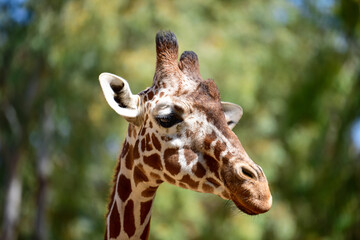 Close-up of giraffe head in profile. Giraffe in the park on a summer day. Selective focus. 