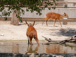 different shots of gazelles 