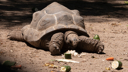 turtle eating different vegetables