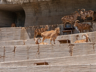 Different shots of mountain goat in captivity