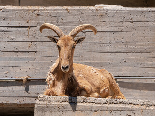 Different shots of mountain goat in captivity