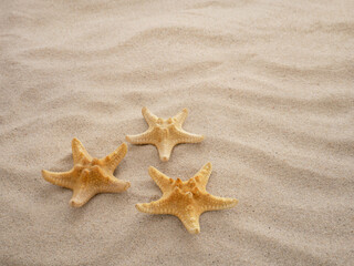 Fototapeta na wymiar Three starfish are lying on the sand. Concept of vacation, sea, travel