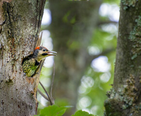 Curious baby Yellow Shafted Northern Flicker woodpecker emerging from its nest in a hole in a tree in a forest