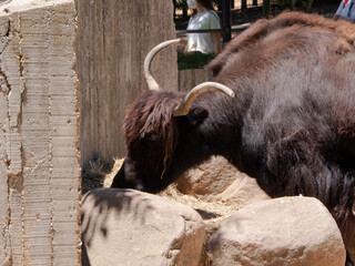 young american bison eating grass