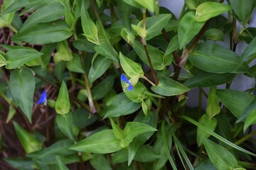 Commelina communis (Asiatic dayflower) is a Commelinaceae annual plant that blooms three-petal blue flowers in summer.