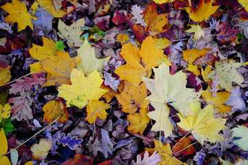 Naklejka na ściany i meble Background from oak and maple leaves in bright colors. Leaves lie on the ground in a park in October. 
