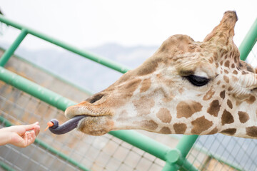 feeding an adorable giraffe in the wild
