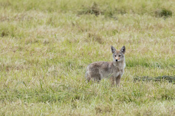 Naklejka na ściany i meble Alert coyote in a grassy field.
