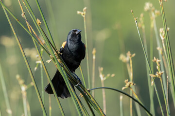 Pretty red winged blackbird.