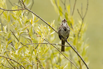 Song sparrow on twig cherping.