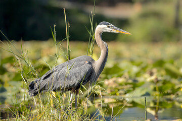 Fototapeta premium Heron stands among the lilypads.