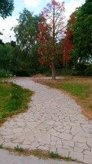 footpath in the park
