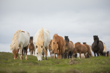 A group of Icelandic Ponies in the pasture during summer