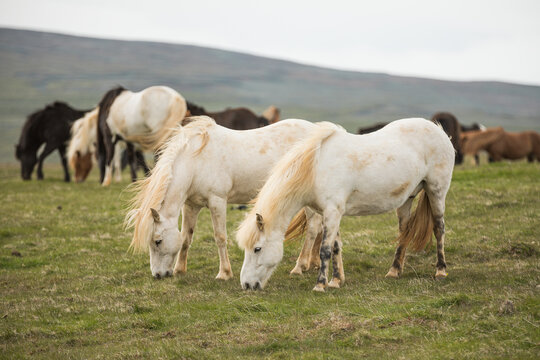 A group of Icelandic Ponies in the pasture during summer